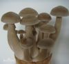 velvet mushroom